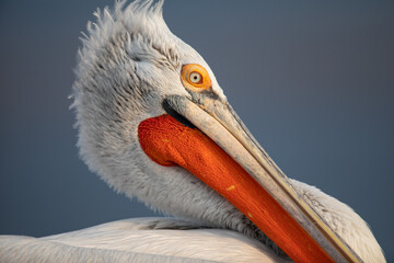 Dalmatian pelican seen during winter season in Kerkini Lake, Greece.