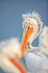 Dalmatian pelican seen during winter season in Kerkini Lake, Greece.
