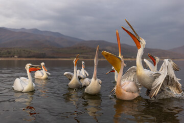 Dalmatian pelican seen during winter season in Kerkini Lake, Greece.