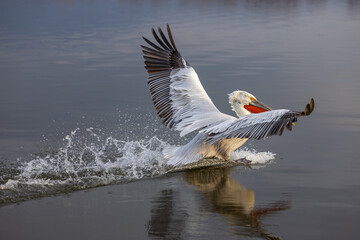 Dalmatian pelican seen during winter season in Kerkini Lake, Greece.