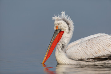 Dalmatian pelican seen during winter season in Kerkini Lake, Greece.