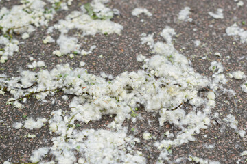 Poplar fluff lies on the ground. Strong allergen, health hazard concept. Selective focus