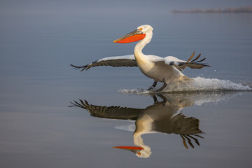 Dalmatian pelican seen during winter season in Kerkini Lake, Greece.