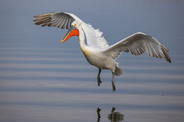 Dalmatian pelican seen during winter season in Kerkini Lake, Greece.