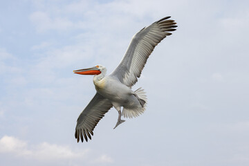 Dalmatian pelican seen during winter season in Kerkini Lake, Greece.