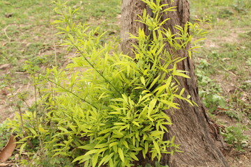a plant