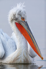 Dalmatian pelican seen during winter season in Kerkini Lake, Greece.