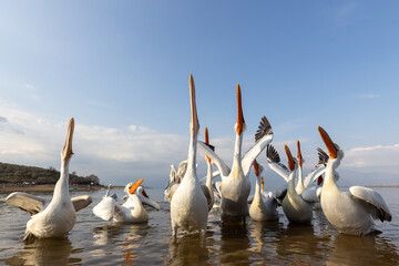 Dalmatian pelican seen during winter season in Kerkini Lake, Greece.