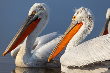 Dalmatian pelican seen during winter season in Kerkini Lake, Greece.