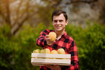  focus on a  farmer hand holding an apple in his orchard.