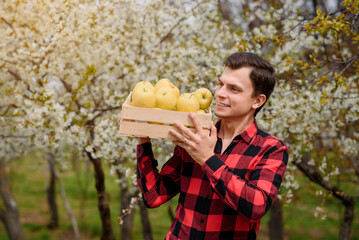 young  happy smiling man farmer in red t-shirt holding a crate box full of apples in his orchard..