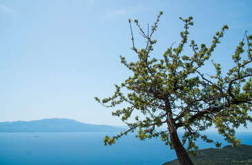 Single spring tree against the blu Aegean Sea. Landscape photo taken from the Assos Ancient city in Turkey