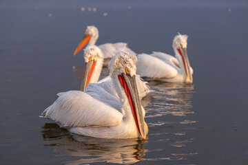 Dalmatian pelican near Lake Kerkini, Greece during winter season.