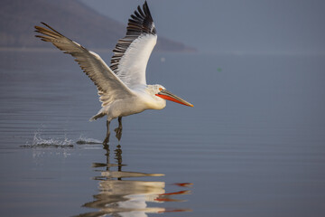 Dalmatian pelican near Lake Kerkini, Greece during winter season.
