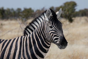 Fototapeta na wymiar Portrait of zebra in the savannah