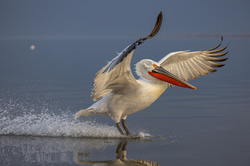 Dalmatian pelican near Lake Kerkini, Greece during winter season.