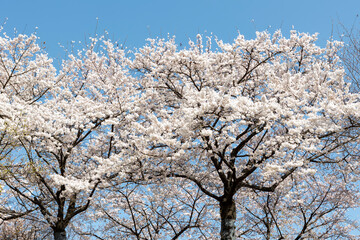 blooming spring flowers