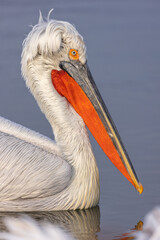 Dalmatian pelican near Lake Kerkini, Greece during winter season.
