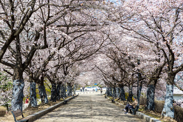 cherry blossom tunnel