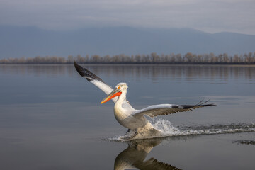 Dalmatian pelican near Lake Kerkini, Greece during winter season.