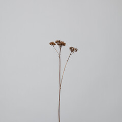 Minimal card with dried flower on light grey background