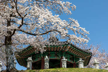 Fototapeta premium cherry blossom in spring