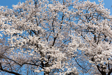 Full bloom and blue sky