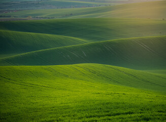 green field at sunset
