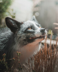 GREY FOX PORTRAIT