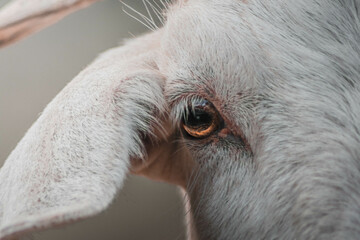 CLOSE UP OF A GOAT'S EYE