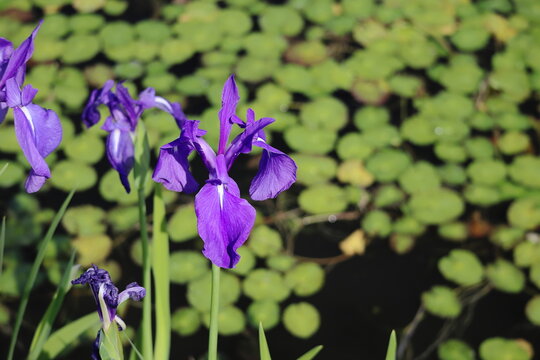 燕子花images Browse 171 Stock Photos Vectors And Video Adobe Stock