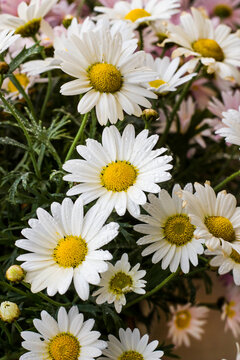 White color,blooming daisies background with fresh green leaves,vertical image