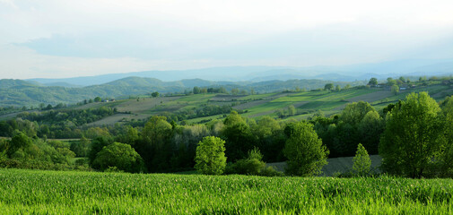 Obraz premium landscape with trees