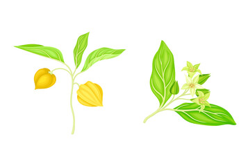 Sprigs of physalis plant with green leaves, flowers and and berries set. Golden berry plant, organic antioxidant food vector illustration