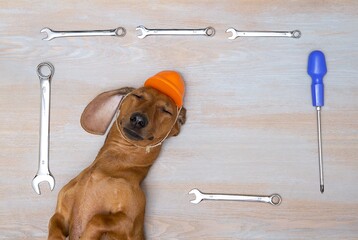 Hunting dog dachshund on Labor Day lies in a hard hat on his back with his eyes closed framed by...
