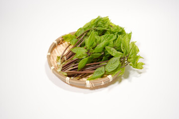 コシアブラのイメージ画像