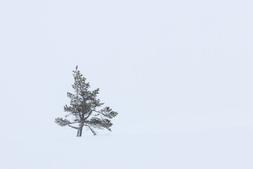 evergreen conifer tree in a snowstorm, wallpaper with free space	
