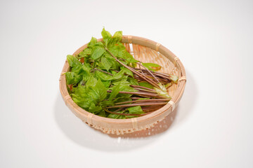 コシアブラのイメージ画像