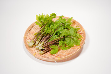 コシアブラのイメージ画像