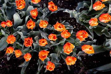 Top view of orange or coral colored tulips