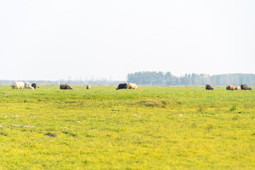 A vast expanse of grassland under the sky