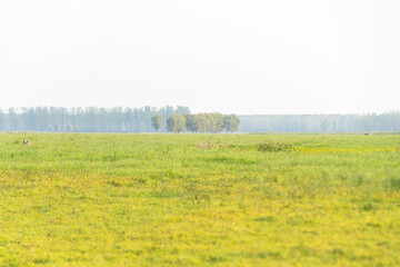 A vast expanse of grassland under the sky