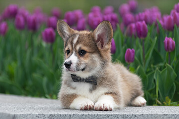 Corgi puppy with a butterfly lying on a background of purple tulips