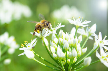 Honey bee  apis mellifera on white flower while collecting pollen on green blurred background close up macro