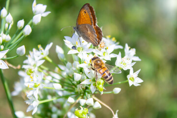 Honey bee  apis mellifera on white flower while collecting pollen on green blurred background close up macro