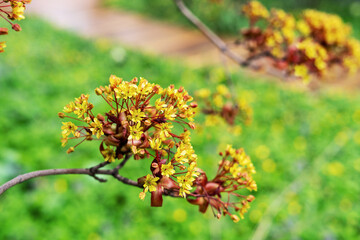 Maple branches on a background of green grass closeup