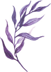 Leaf Watercolor illustration 