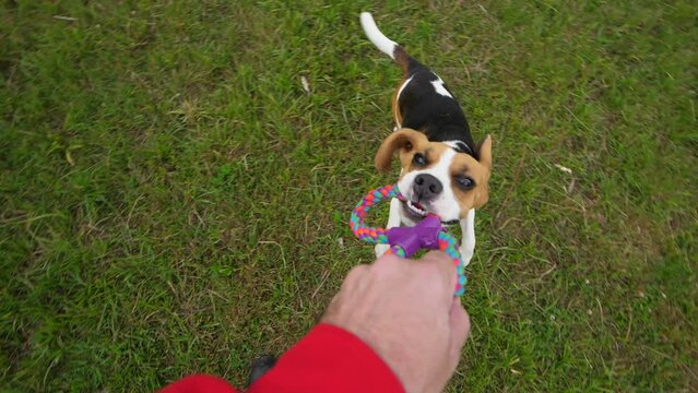 Young Dog Hold Tight Toy, Man Tug It Up And Spin Around, POV Playing With Pet At Green Grassy Field, Slow Motion Shot. Then Doggy Land And Shake Head, Try To Win Funny Game