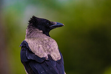 portrait bird crow close up