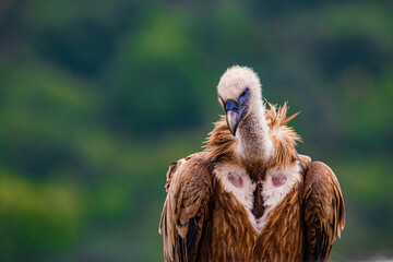 close up of a vulture portrait